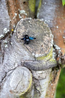 Harika bir mavi orman arısı yaşlı bir ağacın gövdesinde çalışır..
