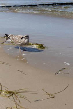 Baltık Denizi sahillerinde yiyecek arayan birçok martı var.