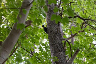A black woodpecker heads towards the tree looking for food in summer