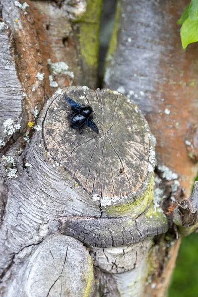 一只漂亮的蓝色小蜜蜂在一棵老树的树干上工作 — 图库照片
