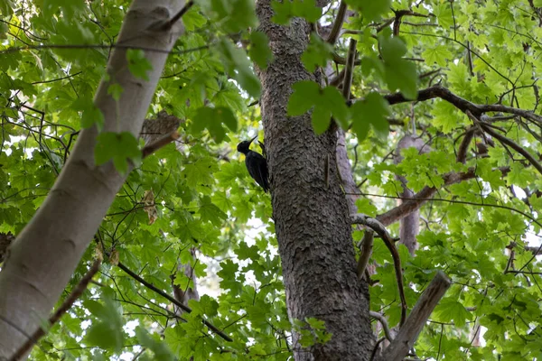 Black Woodpecker Heads Tree Looking Food Summer — Stock Photo, Image
