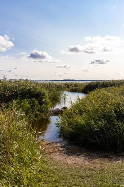夏天在波罗的海的乌塞敦岛上的赞平的Achterwasser被洪水淹没的绿岸 — 图库照片