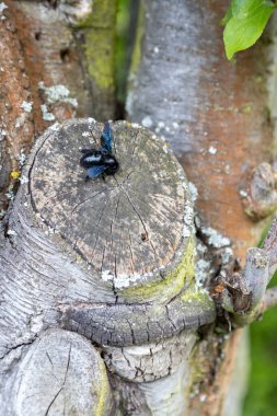 Harika bir mavi orman arısı yaşlı bir ağacın gövdesinde çalışır..