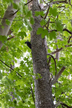 A black woodpecker heads towards the tree looking for food in summer