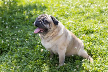 Güzel bir köpek çayırda oturur ve etrafı izler.