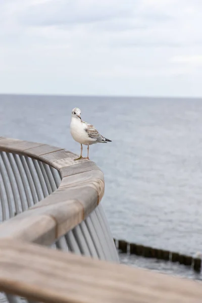 White Seagull Sits Railing New Pier Koserow Island Usedom — Stock Photo, Image
