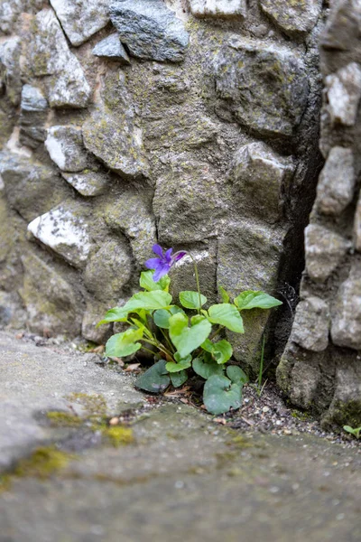 春になると壁に孤独な花 — ストック写真