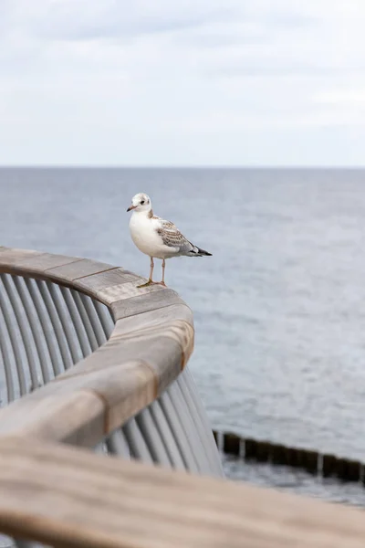 White Seagull Sits Railing New Pier Koserow Island Usedom — Stock Photo, Image