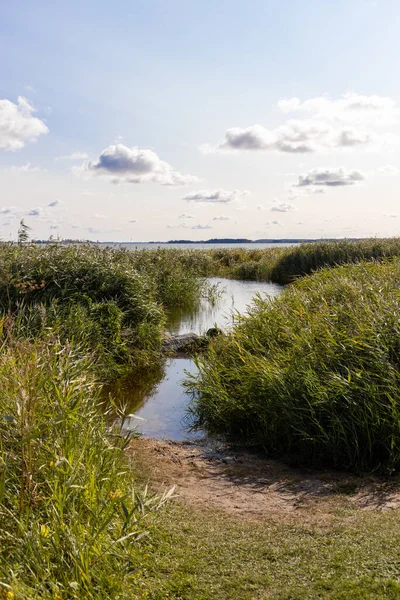 夏天在波罗的海的乌塞敦岛上的赞平的Achterwasser被洪水淹没的绿岸 — 图库照片