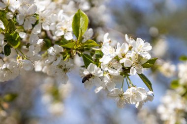 Bir arı, eski bir kiraz çiçeğinin içinde polen toplar.