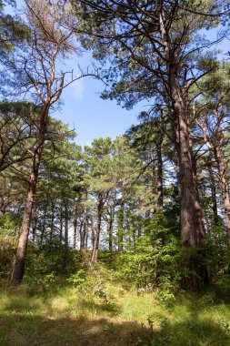 Yazın Kullanım Adası 'ndaki güzel Zempin Ormanı