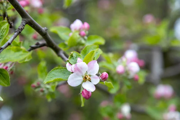 Muchas Flores Hermosas Manzano Primavera —  Fotos de Stock
