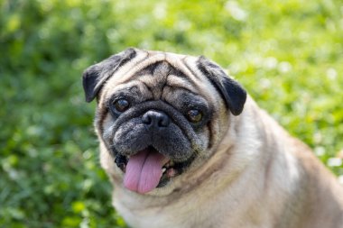 Güzel bir köpek çayırda oturur ve etrafı izler.