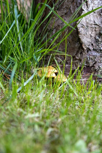 Cogumelos Escondidos Grama Tronco Árvore Autum — Fotografia de Stock