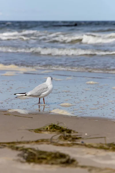 Many Seagulls Beach Baltic Sea Looking Food — Stock Photo, Image