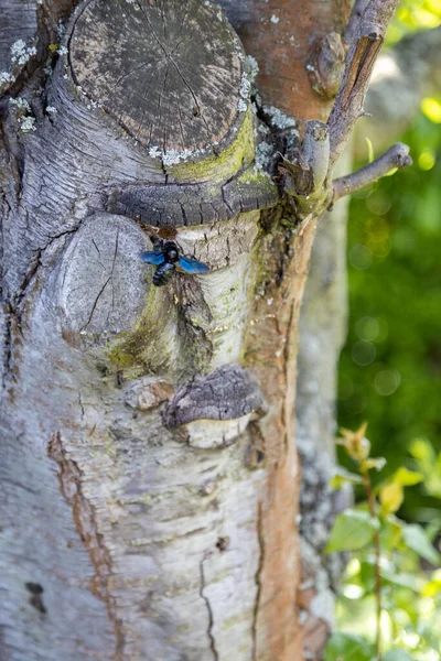 Una Maravillosa Abeja Azul Trabaja Tronco Árbol Viejo — Foto de Stock