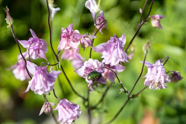 Dos Maravillosos Escarabajos Dorados Alimentan Flores Rosadas —  Fotos de Stock