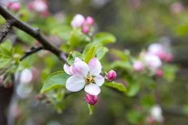 İlkbaharda bir sürü güzel elma ağacı.