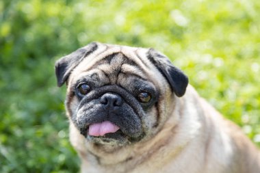 Güzel bir köpek çayırda oturur ve etrafı izler.