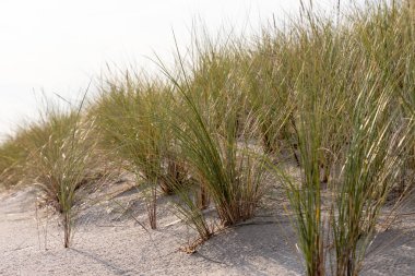 Yazın Zempin 'deki çimlerle kaplı kum tepeciğinin manzarası