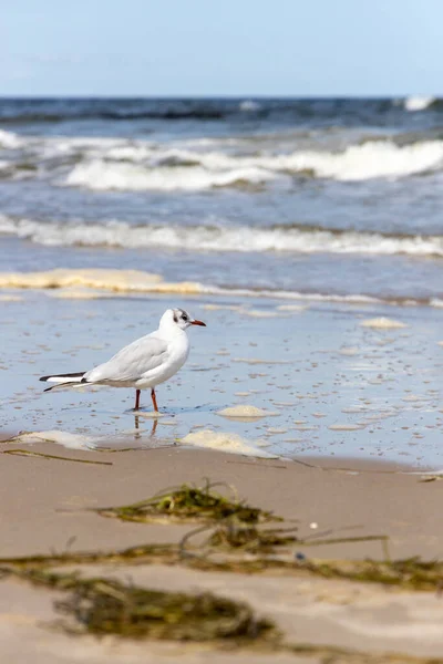 Many Seagulls Beach Baltic Sea Looking Food — Stock Photo, Image