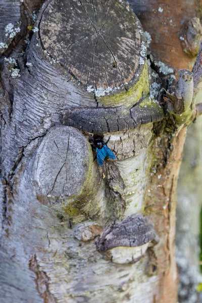 Uma Maravilhosa Abelha Madeira Azul Funciona Tronco Uma Árvore Velha — Fotografia de Stock