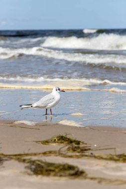 Baltık Denizi sahillerinde yiyecek arayan birçok martı var.