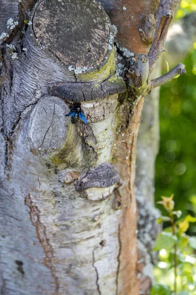 Una Maravillosa Abeja Azul Trabaja Tronco Árbol Viejo — Foto de Stock