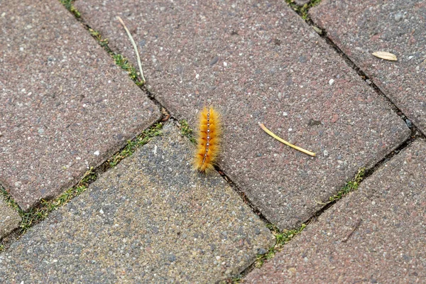 Orange Caterpillar Maple Owl Acronicta Aceris Footpath — Foto de Stock