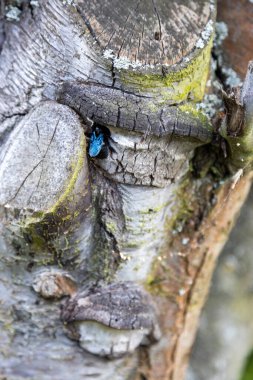 Harika bir mavi orman arısı yaşlı bir ağacın gövdesinde çalışır..