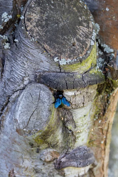 Cudowny Błękitny Drewno Pszczoła Pracuje Bagażniku Starego Drzewa — Zdjęcie stockowe