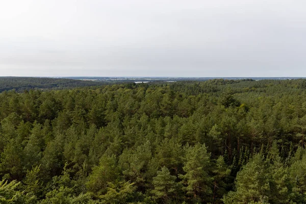 View Tree Top Walk Swinemuende Wollin Poland Island Usedom Summer — Stock Fotó