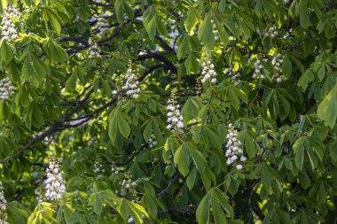 Sprin 'deki bir kestanenin harika çiçekleri