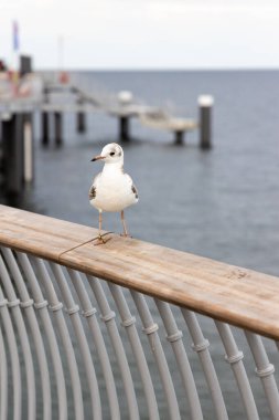 Koserow 'daki Kullanım Adası' ndaki yeni iskelenin parmaklıklarında beyaz bir martı oturuyor.