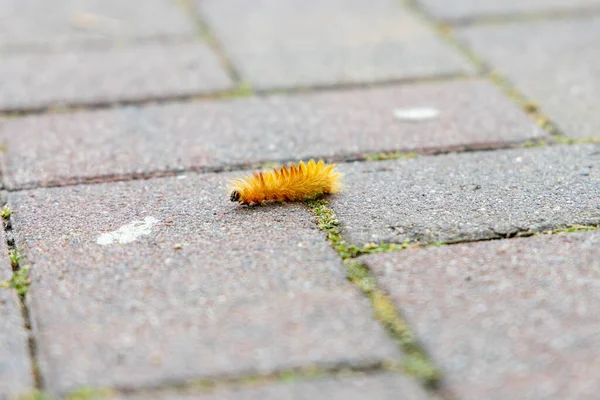 枫树猫头鹰的橙色毛毛虫 在人行道上 — 图库照片
