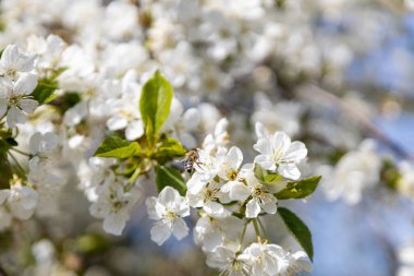 Bir arı, eski bir kiraz çiçeğinin içinde polen toplar.