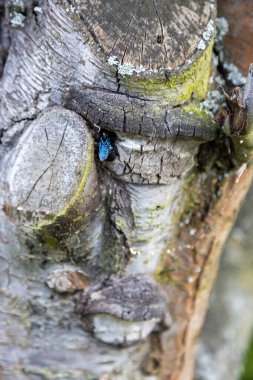 Harika bir mavi orman arısı yaşlı bir ağacın gövdesinde çalışır..