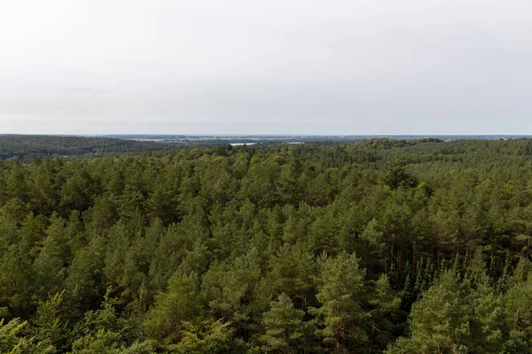 夏のユードム島のポーランドのSwinemnde Wollinへの木の上の散歩からの眺め — ストック写真
