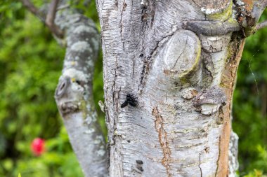 Harika bir mavi orman arısı yaşlı bir ağacın gövdesinde çalışır..
