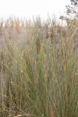 Kum tepeciklerinin korunması için kum çimi ayrıca yazın hayvanlar ve böcekler için yaşam alanı..