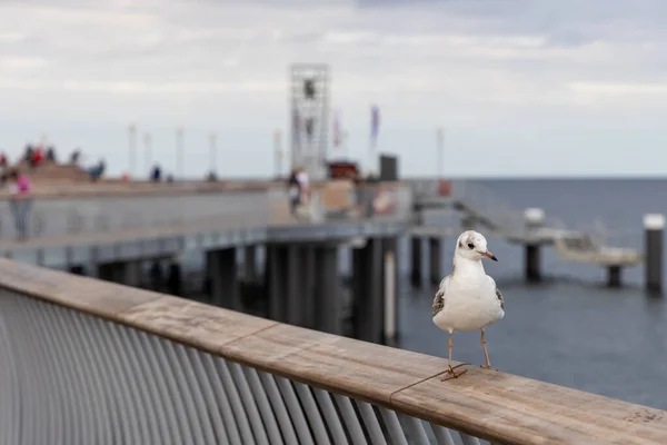 White Seagull Sits Railing New Pier Koserow Island Usedom — Stock Photo, Image