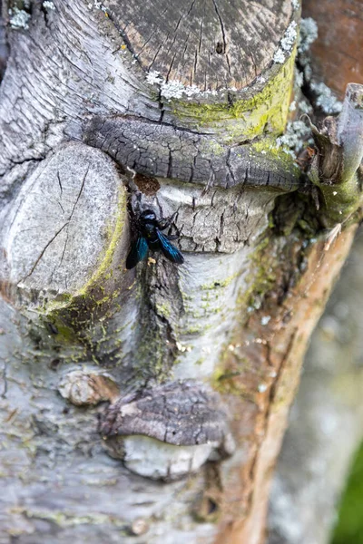 古い木の幹には素晴らしい青い木の蜂が働いています — ストック写真