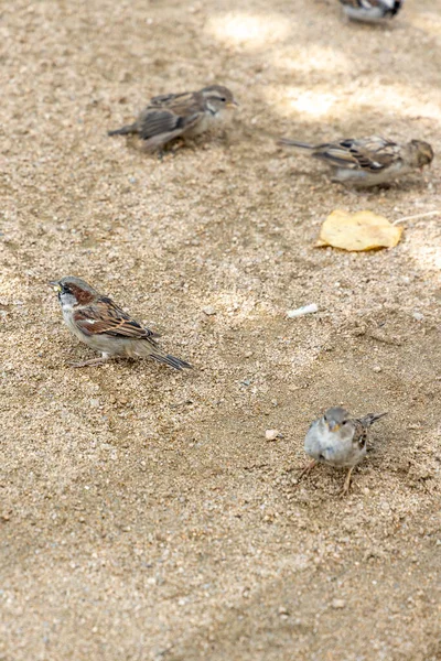 Sparrows Cavort Sand Summe — Stock Photo, Image