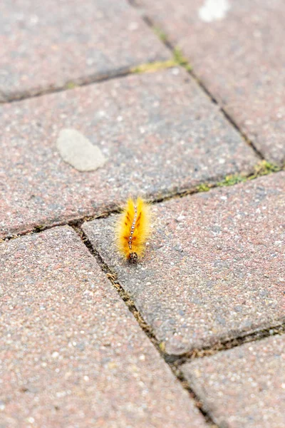 Orange Caterpillar Maple Owl Acronicta Aceris Footpath — Photo