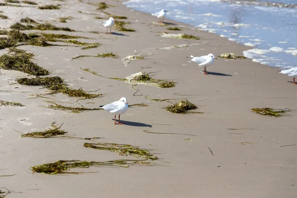 Many Seagulls Beach Baltic Sea Looking Food — Stock Photo, Image