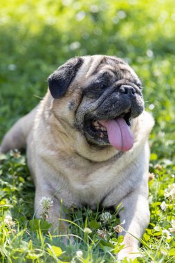 Güzel bir köpek çayırda oturur ve etrafı izler.