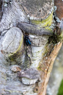 Harika bir mavi orman arısı yaşlı bir ağacın gövdesinde çalışır..