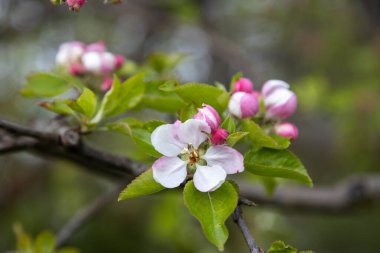 İlkbaharda bir sürü güzel elma ağacı.