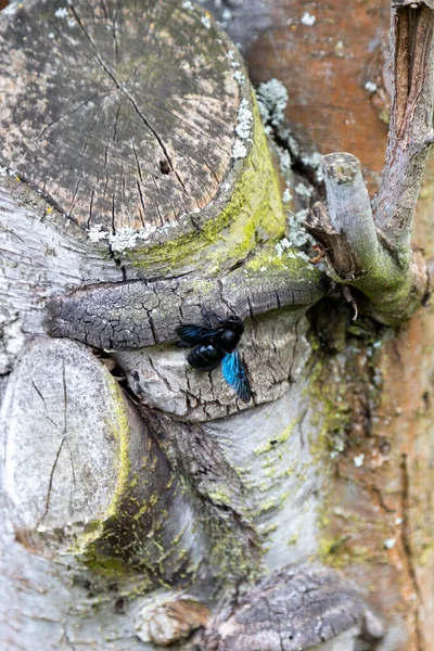 Uma Maravilhosa Abelha Madeira Azul Funciona Tronco Uma Árvore Velha — Fotografia de Stock