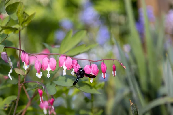 A big blue wood bee searches for pollen on a heart flower,Lamprocapnos spectabilis.